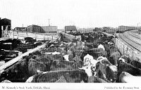 M. Kennedy Stock Yards